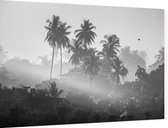 Palmbomen in de jungle - Foto op Dibond - 60 x 40 cm
