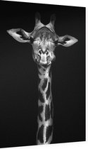 Giraffe op zwarte achtergrond,  - Foto op Dibond - 40 x 60 cm