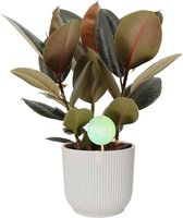 Kamerplant van Botanicly – Rubberboom in witte ELHO plastic pot als set – Hoogte: 60 cm – Ficus elastica Abidjan