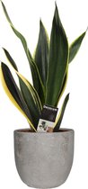 Kamerplant van Botanicly – Vrouwentongen in grijs Keramisch pot 'MICA' als set – Hoogte: 55 cm – Sansevieria Fire