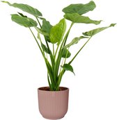 Kamerplant van Botanicly – Olifantsoor in roze ELHO plastic pot als set – Hoogte: 70 cm – Alocasia Cucullata