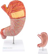 Het menselijk lichaam - anatomie model maag (2-delig, 25x13x6 cm)