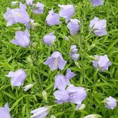 6x Campanula persicifolia ‘Telham Beauty’ - Breedbladig klokje - Pot 9x9 cm