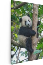 Artaza Canvas Schilderij Panda in de Bomen - 40x60 - Foto Op Canvas - Canvas Print