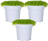 3x Match & Moss ‘Forrest Green’ - Buitenplant - Bodembedekker - ⌀13 cm - ↕10-15 cm