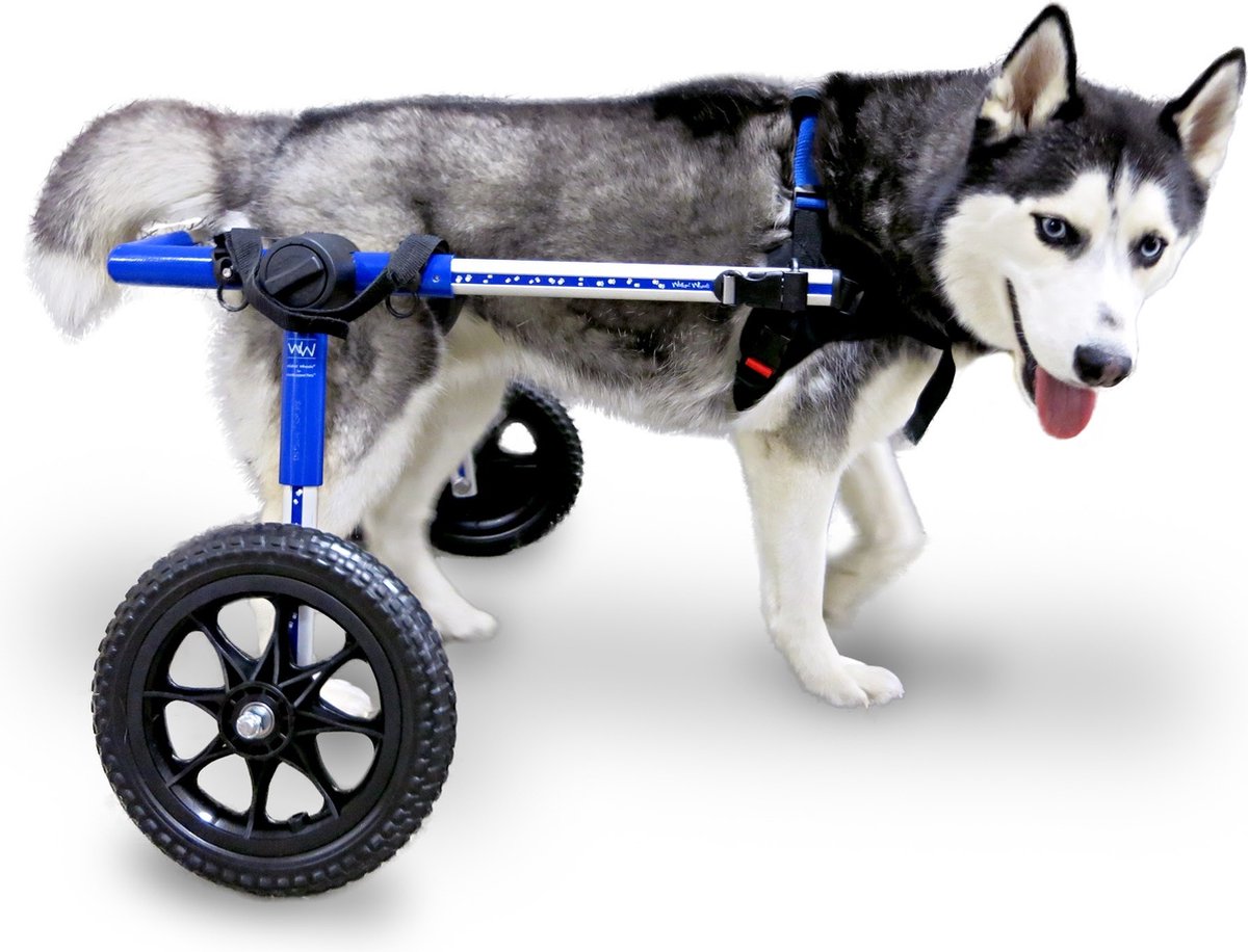 Fauteuil Roulant Pour Chien De Taille Moyenne Et Grande