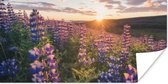 Poster Lupine - Zon - Paars - 40x20 cm