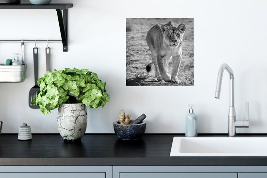 Staring lioness - Poster papier noir et blanc 30x30 cm - Tirage photo sur Poster (décoration murale salon / chambre) / Poster Animaux sauvages