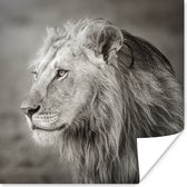 Wegkijkende leeuw poster papier 75x75 cm - Foto print op Poster (wanddecoratie woonkamer / slaapkamer) / Wilde dieren Poster