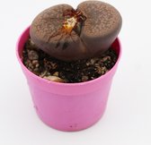 Ikhebeencactus | Lithops karasmontana Red Tops | levende steen | zeldzame plant | 2 stuks | 6,5cm pot
