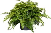 Plant in a Box - Asplenium Parvati - Moedervaren - Varen - Pot ⌀17cm - Hoogte ↕ 40-50cm