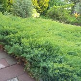 Juniperus davurica 'Leningrad' - Daurische jeneverbes - 30-40 cm - Pot 3 Liter