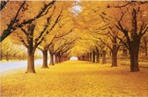 Allernieuwste Canvas Schilderij Prachtige Herfst in het Bos - Kunst - Romantisch Realistisch - Poster - Woonkamer - Kleur - 60 x 90 cm
