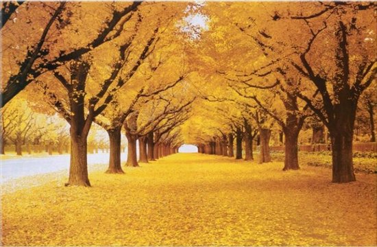 Canvas Schilderij * Prachtige Herfst in het Bos * - Kunst - Romantisch Realistisch - Kleur