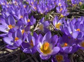Crocus Ruby Giant / 100 stuks / bloembollen / krokus bollen