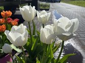 Tulipa 'Darwisnow' / 40 bloembollen / grootse witte tulpenbollen