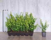 18 stuks | Japanse hulst 'Kanehirae' P9-tray - Kleinbladig - Vruchtdragend - Wintergroen - Bloeiende plant