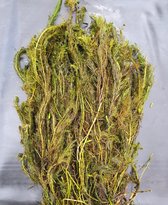 5 Bundels Groen Aarvederkruid - Myriophyllum verticillatum