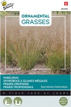 Buzzy Seeds - Herbe perlée - Sporobolis heterolepis | Graminées ornementales