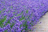 10 x Lavendel 'lavendula angustifolia' munstead