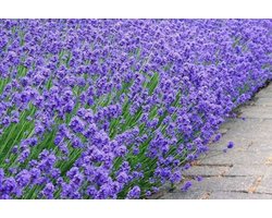 10 x Lavendel 'lavendula angustifolia' munstead