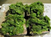 Aarvederkruid (Myriophyllum) - Zuurstofplant - Vijverplant - Per 4 manden - Vijverplanten Webshop
