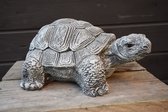 Schildpad groot