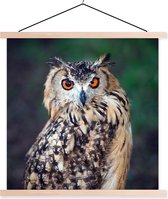 Affiche scolaire - Hibou Grand-duc - 60x60 cm - Lattes blanches