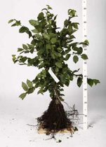 10 x Carpinus betulus - Haagbeuk 40-60 cm blote wortel - goed voor 5 lopende meter