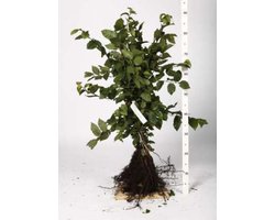 10 x CARPINUS BETULUS - Haagbeuk 40-60 cm blote wortel