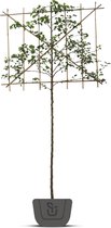 Leisierpeer | Pyrus calleryana Chanticleer | Stamomtrek: 12-14 cm | Stamhoogte: 150 cm | Rek: 150 cm