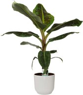 Hellogreen Kamerplant - Musa Dwarf Cavendish - 80 cm - ELHO sierpot Vibes Fold Round Zijdewit