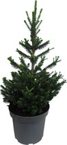 FloriaFor - Picea Abies Will's Zwerg - - ↨ 80cm - ⌀ 23cm