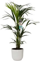 FloriaFor - Kentia Palm In ELHO Sierpot Vibes Fold (zijdewit) - - ↨ 100cm - ⌀ 22cm