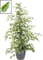 Mama's Planten - Ficus Benjamina 'Twilight' In ELHO Brussels Round (antraciet) - Vers Van De Kweker - ↨ 105cm - ⌀ 22cm