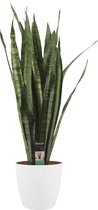 Mama's Planten - Sansevieria Zeylanica In ELHO Sierpot Brussels Rond (wit) - Vers Van De Kweker - ↨ 100cm - ⌀ 30cm