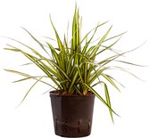 Plant in hydrocultuur systeem van Botanicly: Drakenboom met weinig onderhoud – Hoogte: 30 cm – Dracaena surculosa