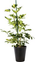 Plant in hydrocultuur systeem van Botanicly: Vingersboom met weinig onderhoud – Hoogte: 65 cm – Schefflera arboricola