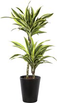 Plant in hydrocultuur systeem van Botanicly: Drakenboom met weinig onderhoud – Hoogte: 85 cm – Dracaena derem. Lemon Lime