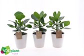 Kamerplanten van Botanicly – 3 × Varkensboom – Hoogte: 25 cm – Clusia