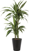 Plant in hydrocultuur systeem van Botanicly: Drakenboom met weinig onderhoud – Hoogte: 85 cm – Dracaena derem. Ulyssus