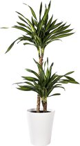 Plant in hydrocultuur systeem van Botanicly: Drakenboom met weinig onderhoud – Hoogte: 85 cm – Dracaena derem. Ricki