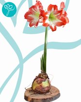 Amaryllis op schijf - ROOD/ WIT GESTREEPT - bolmaat 36/40 - Season of Amaryllis - Cadeautip - Kerst - Bloembol voor binnen