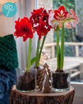 Amaryllis Big Surprise - gemengd pakket met 3 grote bollen - maat 30/36 - Season of Amaryllis