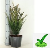 3x Taxus baccata - Venijnboom - Hoogte 40-50 cm in pot - 3 planten per meter
