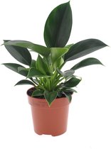 Plant in a Box - Philodendron Green Princess - Plante d'intérieur - Pot ⌀12cm - Hauteur ↕ 25-35cm