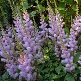 Astilbe chinensis 'Pumila' - Pluimspirea - 15 cm - Pot 2 liter