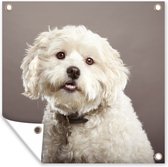 Tuindoek Maltezer honden portret - 100x100 cm