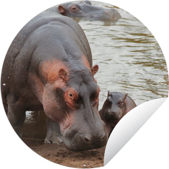Tuincirkel Dieren - Nijlpaarden - Baby - 60x60 cm - Ronde Tuinposter - Buiten