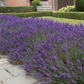 25 x Lavendel Hidcote Planten - Vaste Planten - Tuinplanten Winterhard - Lavandula angustifolia Hidcote in 9x9cm pot met hoogte 5-10cm